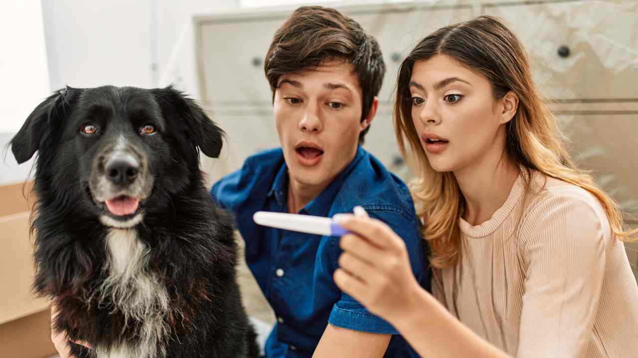 Esiste un test di gravidanza per cani?