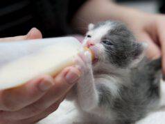Latte per gattini fatto in casa