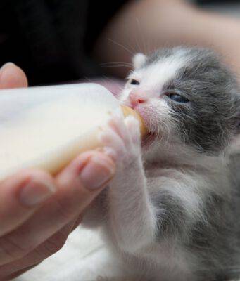 Latte per gattini fatto in casa