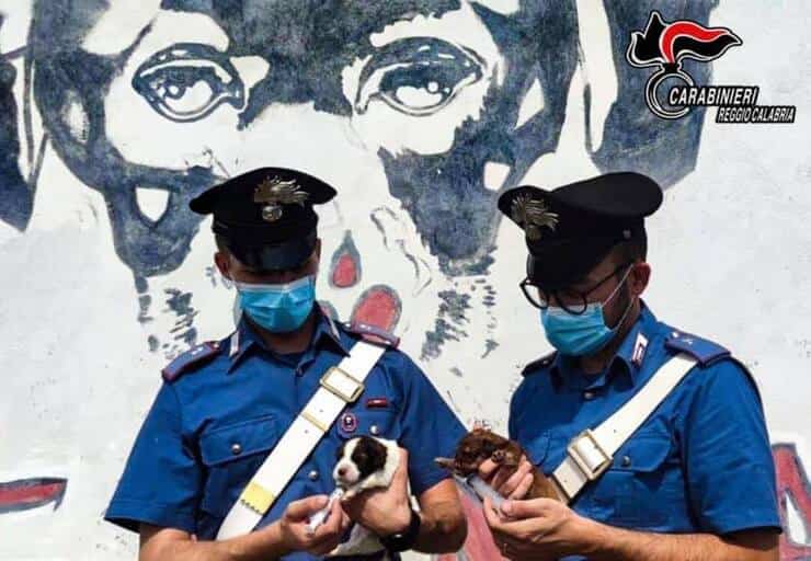 Carabinieri salvano 7 cuccioli (Screen Facebook)