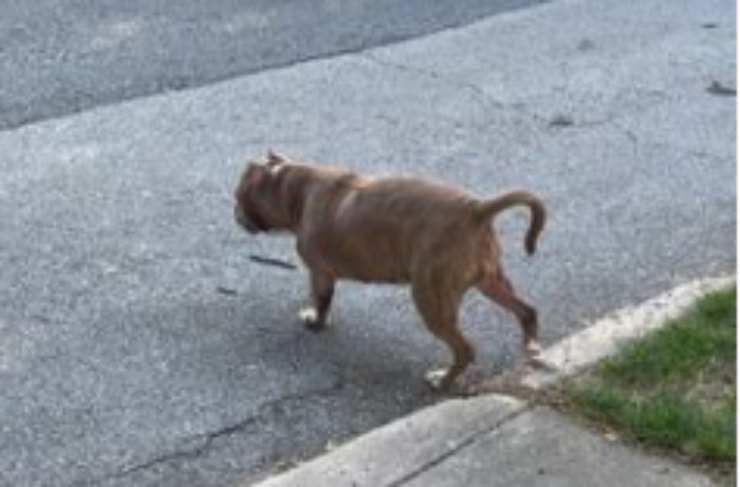 Cane pitbull in strada (Foto Instagram)