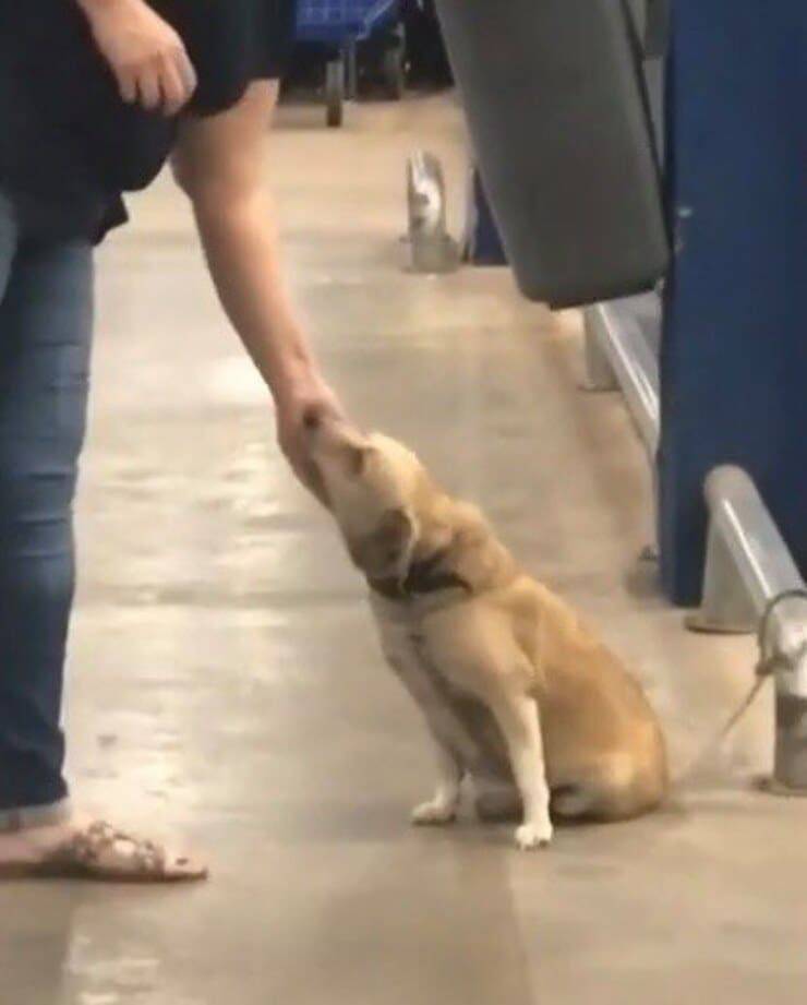 Cucciolo che riceve coccole fuori supermercato (Screen video)