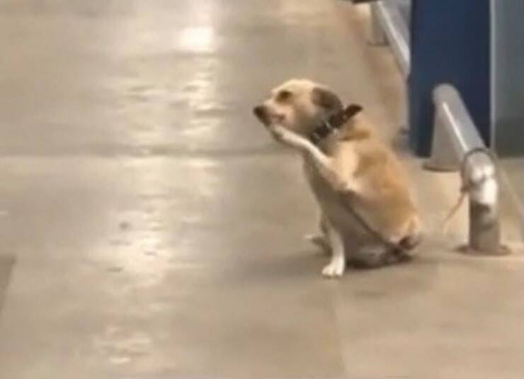 Cucciolo che saluta i clienti del supermercato (Screen video)