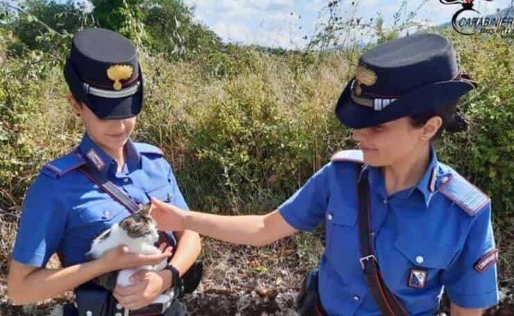 Gattina salvata dai Carabinieri (Screen Facebook)
