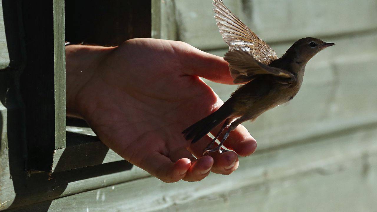 Quando os pássaros aprendem a cantar?  respostas de ciência