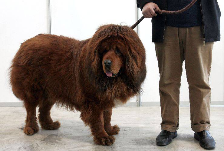 Mastino Tibetano