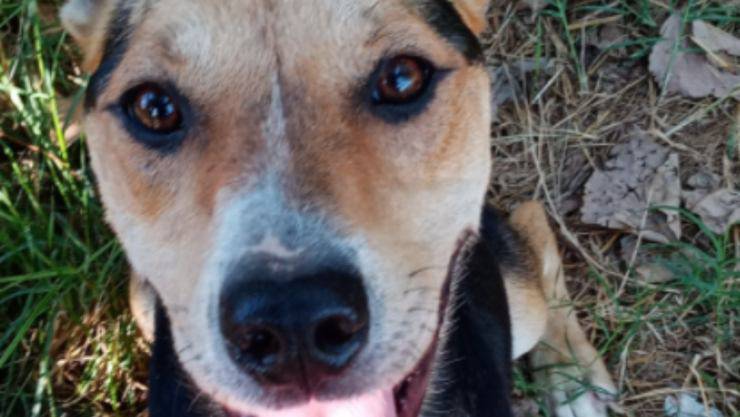 Il cagnolino tradito dai padroni