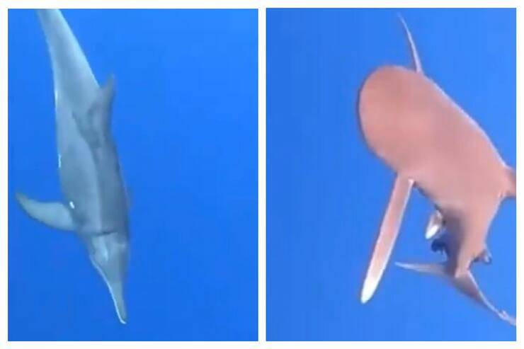 Il delfino e lo squalo (Screen video)