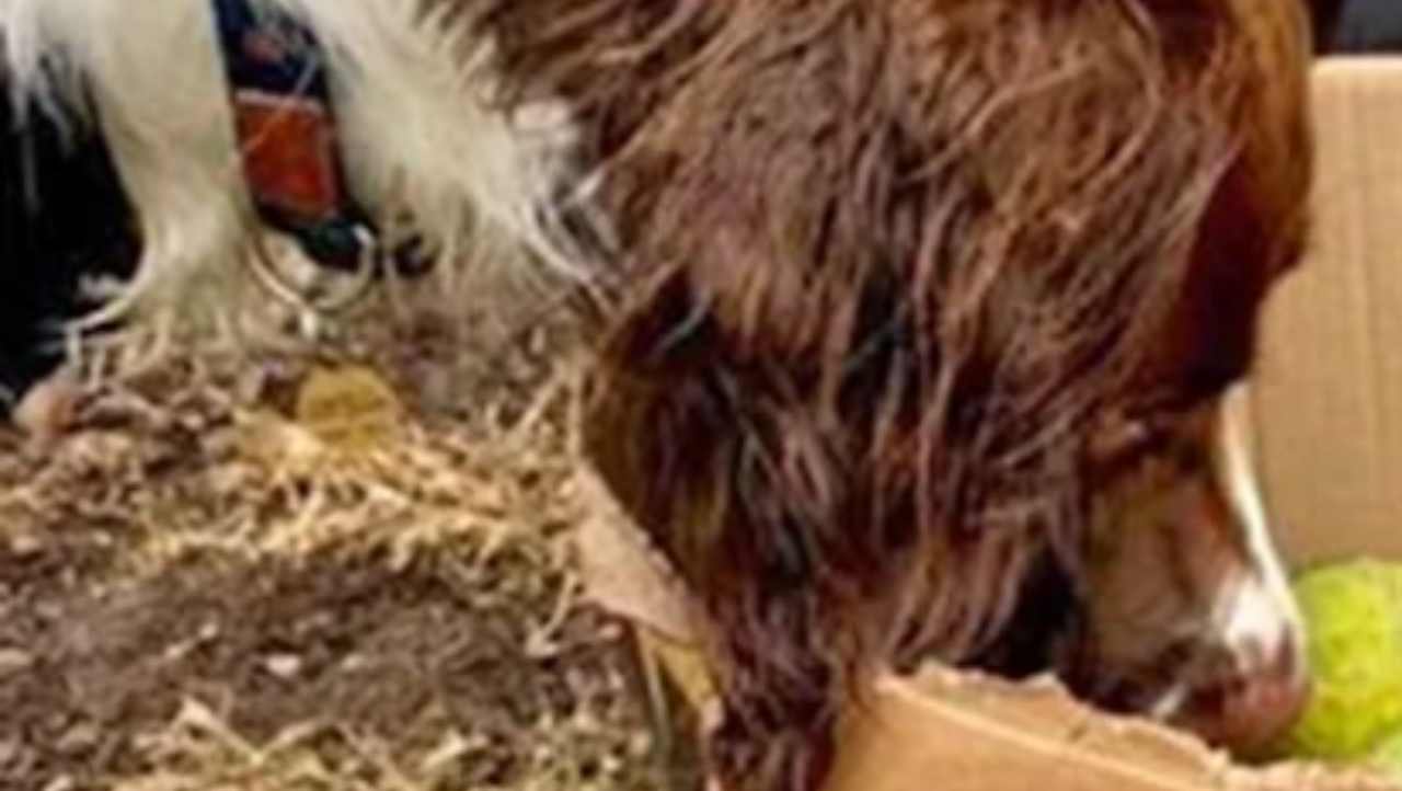 Jarvis, l'anziano cane lascia l'eredità ai più giovani gesto bellissimo