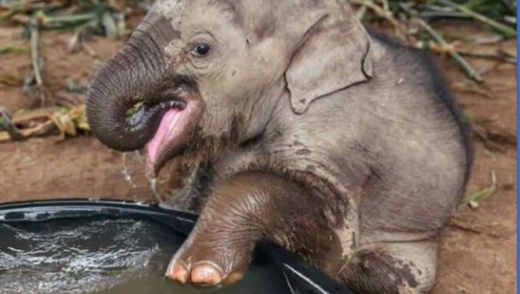 L'elefantina fa il primo bagnetto