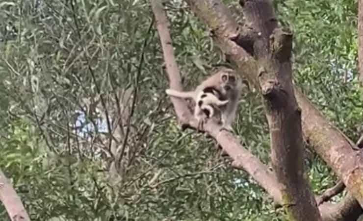 Macaco insieme al cucciolo su un albero (Screen video)