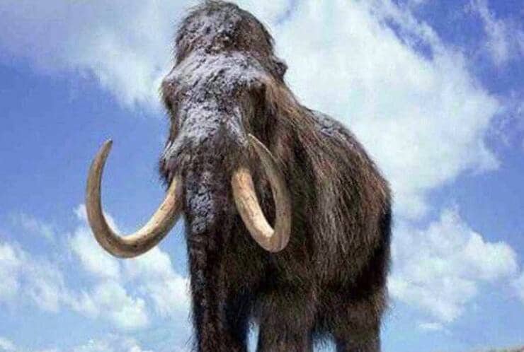 Mammut (Screen Facebook)