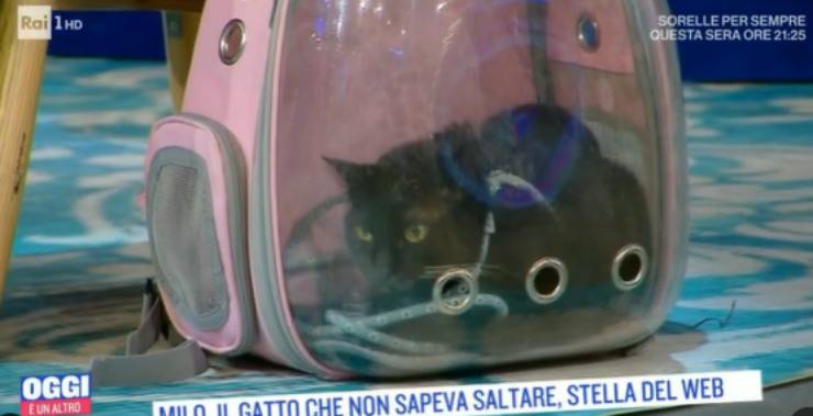 Milo rinchiuso nel trasportino