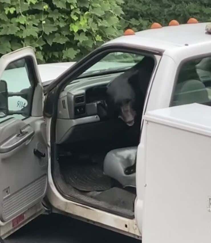 Orso cerca cibo nel furgoncino (Screen video)