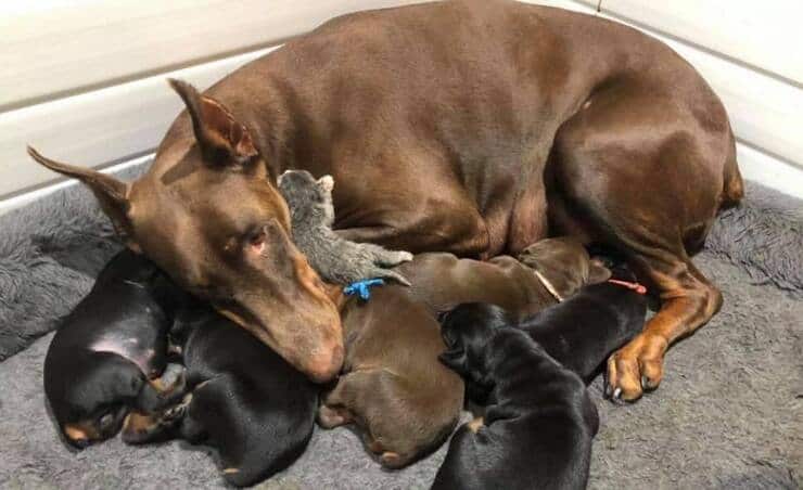 Ruby con tutti i suoi cuccioli (Screen Facebook)