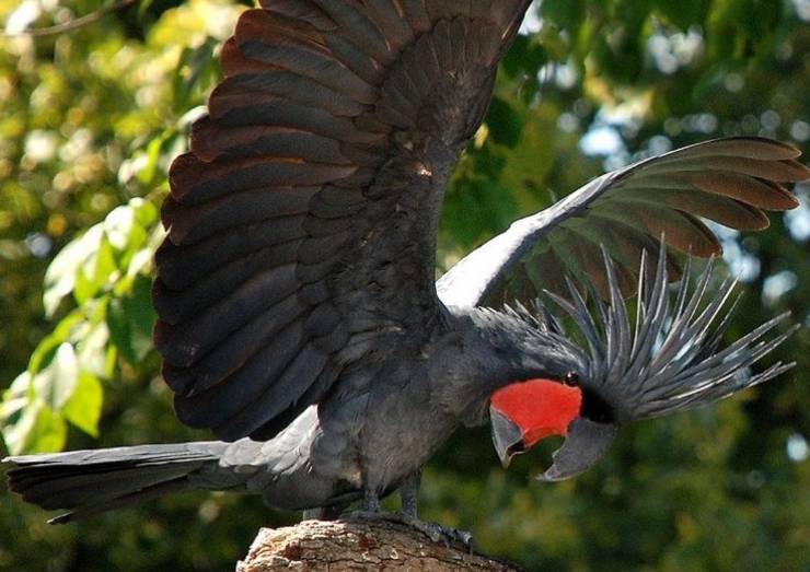 Cacatua delle Palme nere