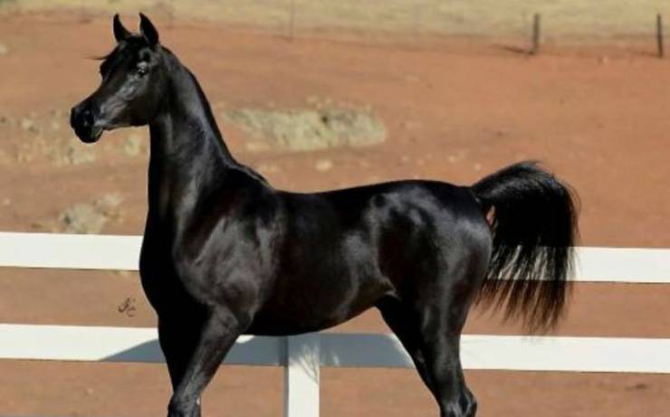 Cavallo arabo