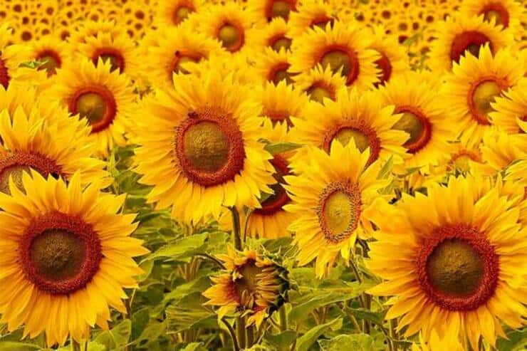 test visivo dei girasoli trova l'orsetto gommoso nascosto in soli 5 secondi 