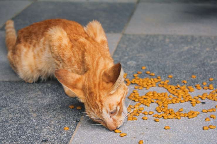 Micio e la dieta ipercalorica