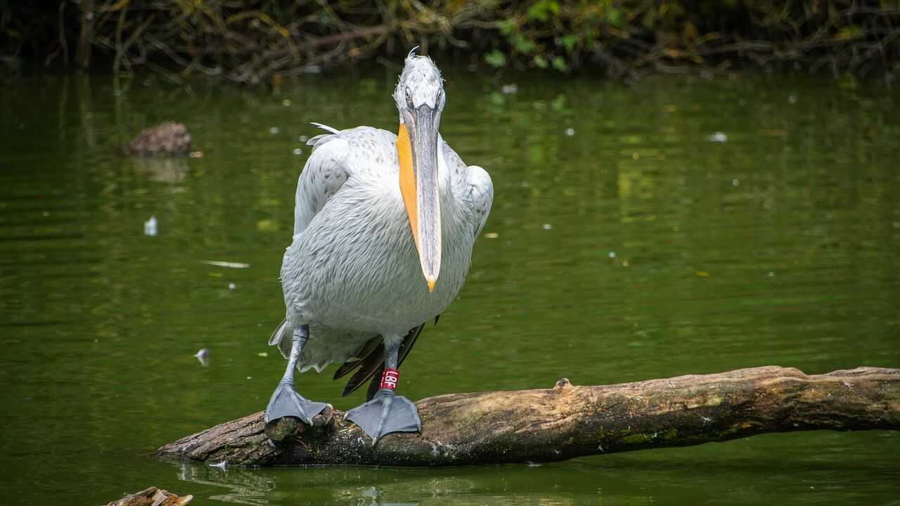 animali bocca elastica