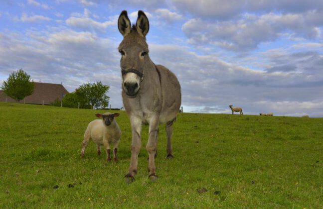 Asino Romagnolo specie ornamentale rara da cortile e da giardino