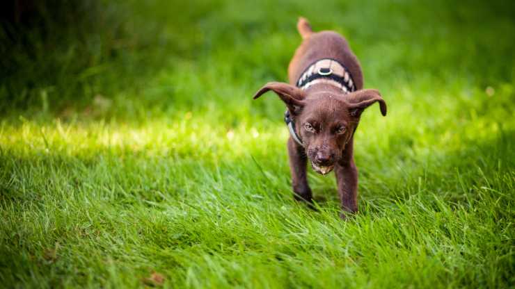 avvelenamento da fertilizzante nel cane