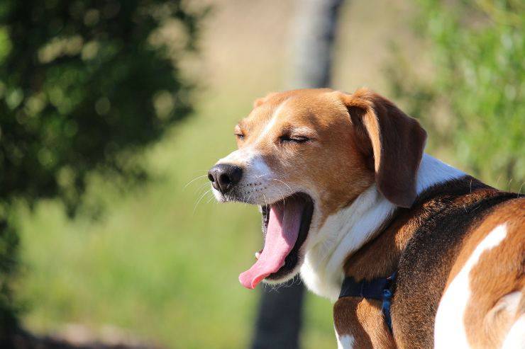 Il comportamento del cane