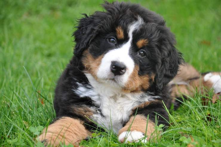 Bovaro del Bernese cucciolo