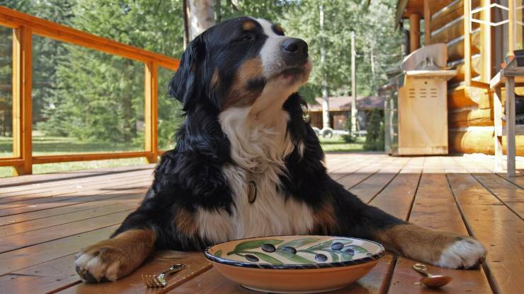 Alimentazione del Bovaro del Bernese