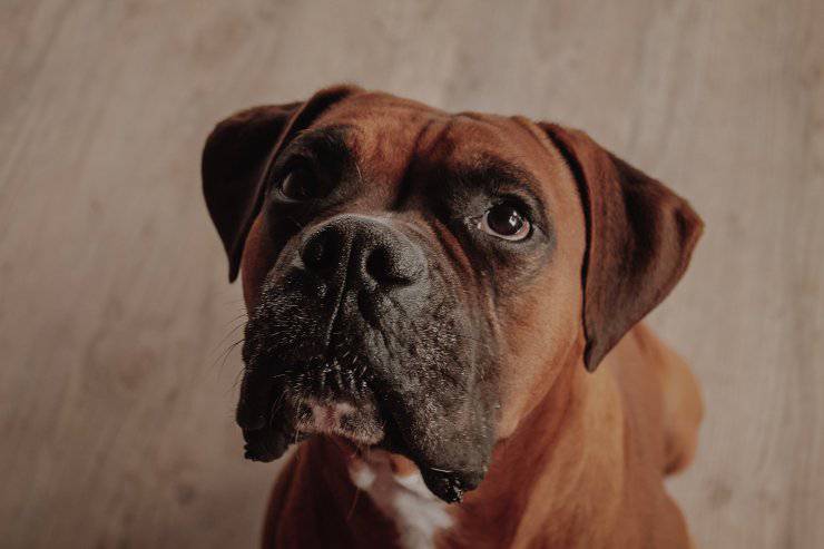 Perché il cane capisce se nascondi uno snack