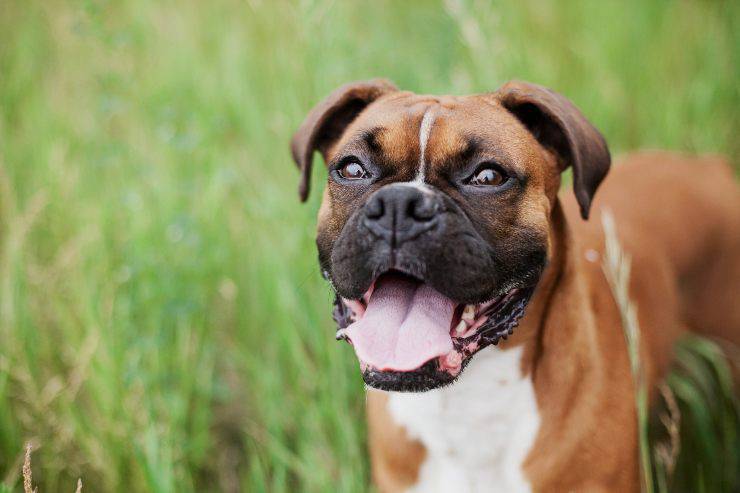 Esemplari canini per persone divertenti