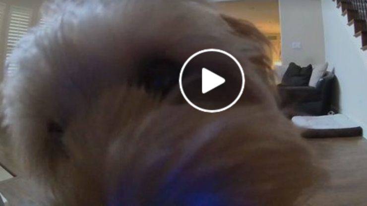 La cagnolina affettuosa (Foto video)