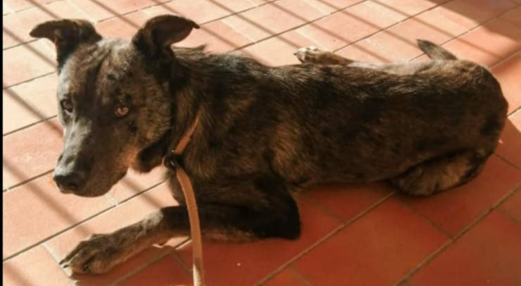 cagnolone salvato dalla violenza