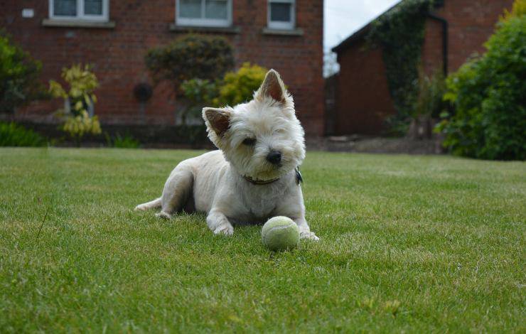 cairn terrier