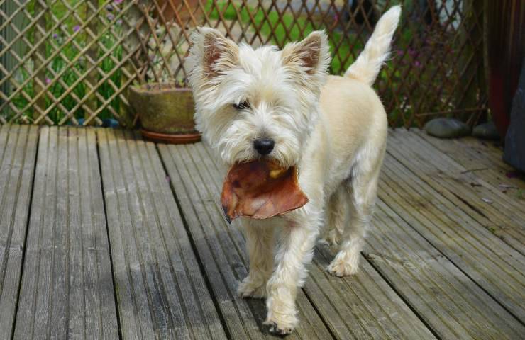 terrier de cairn