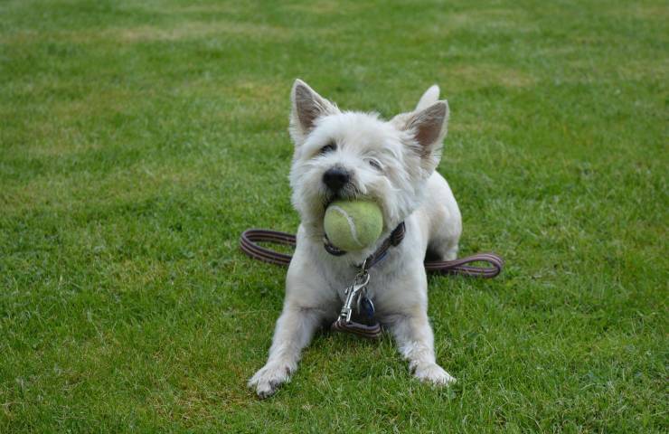 cairn terrier