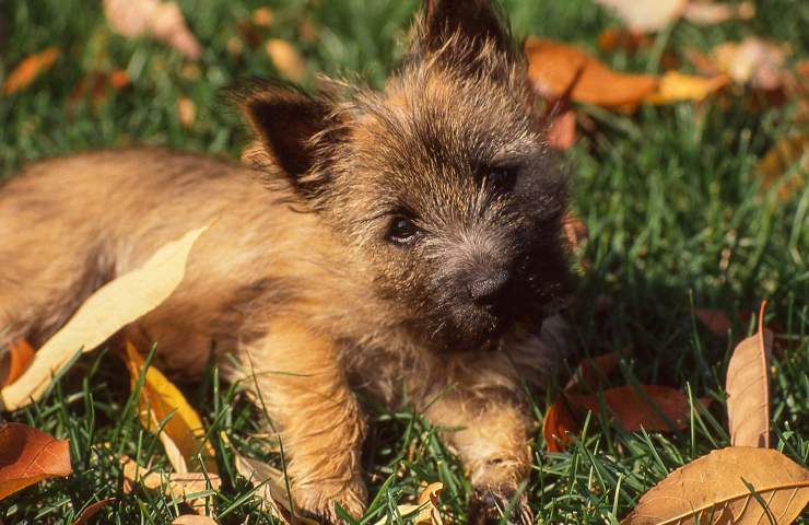 cairn terrier