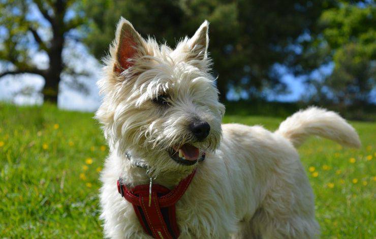 cairn terrier