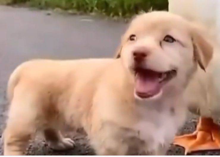 La felicità del cucciolo Golden (Foto Instagram)