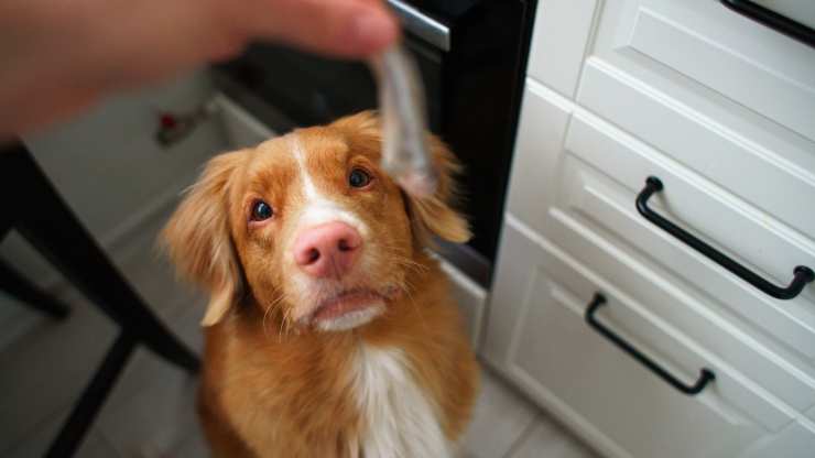 le chien peut manger des sardines 