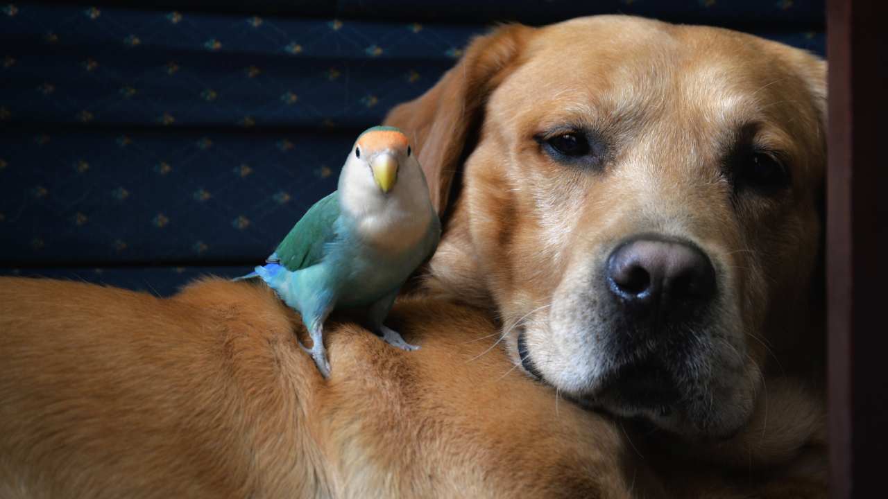 Cani che vanno d'accordo con i pappagalli le razze più adatte