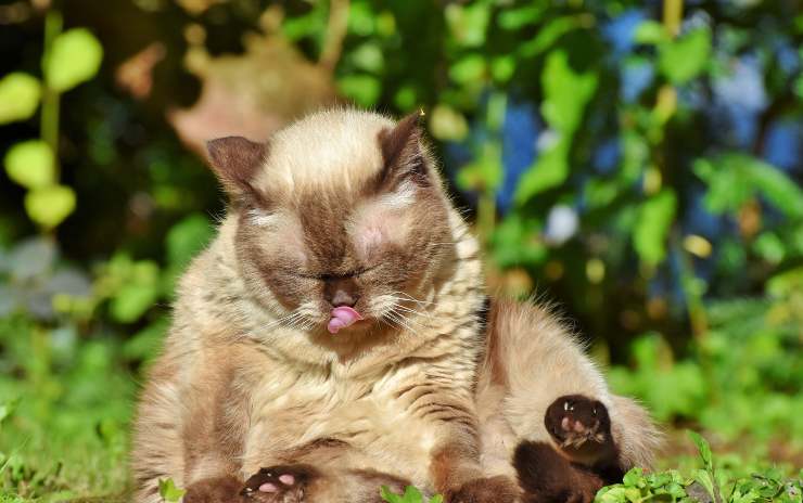 Il gatto dorme con la lingua fuori