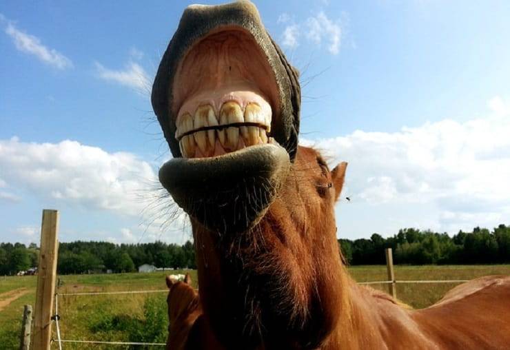 denti cavallo