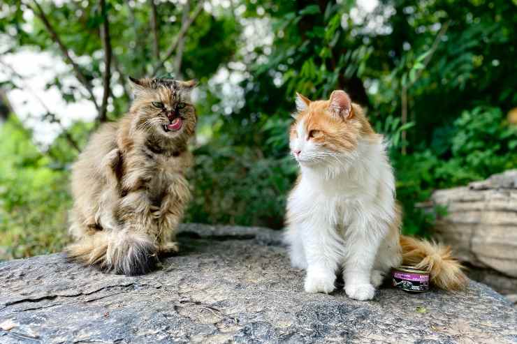 Razze feline che amano il giardino