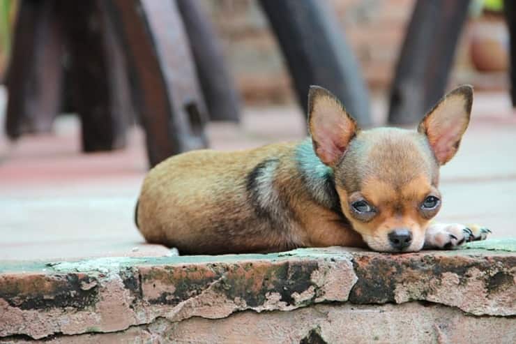 chihuahua accoltellato all'addome (Foto Pixabay)