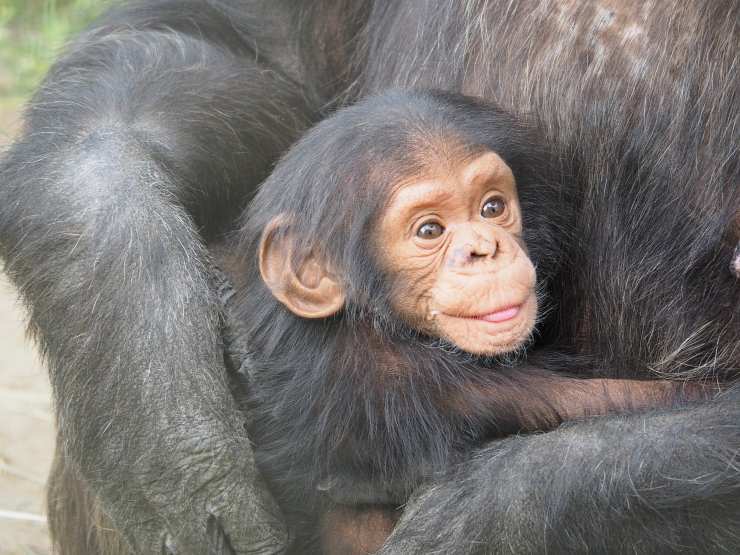 Animali domestici vietati in Italia