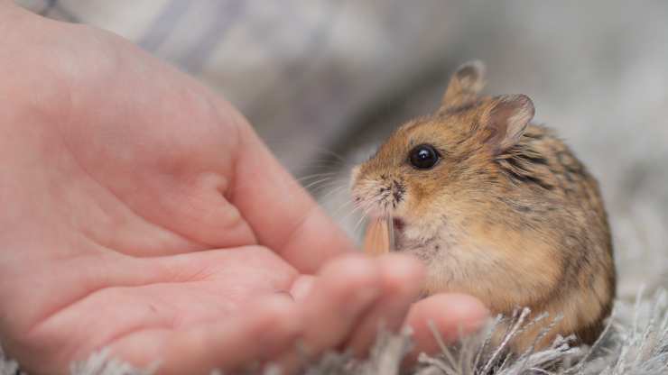 criceto può mangiare semi sesamo