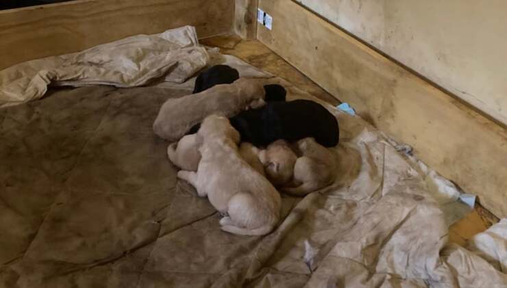Rspca sequestra 14 cani dopo la denuncia di un passante preoccupato (Foto Twitter)