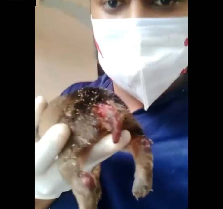 uno dei cuccioli ritrovato ustionato dal fuoco (Screen Video)