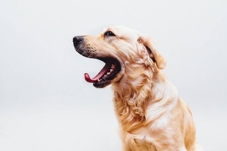 Il cane sbadiglia sempre